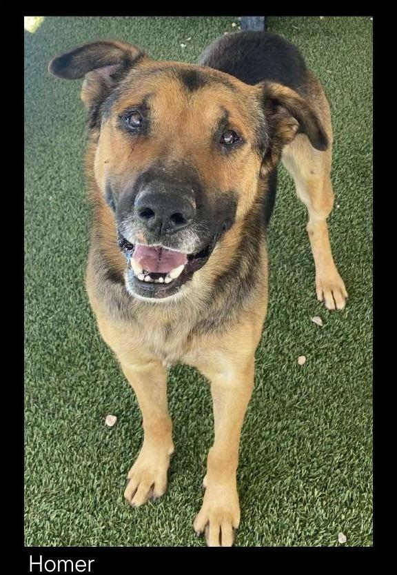 Enlarge Homer, a Adoptable mixed breed in Chino Valley, AZ image 2/3