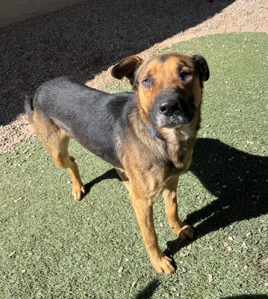 Enlarge Homer, a Adoptable mixed breed in Chino Valley, AZ image 3/3