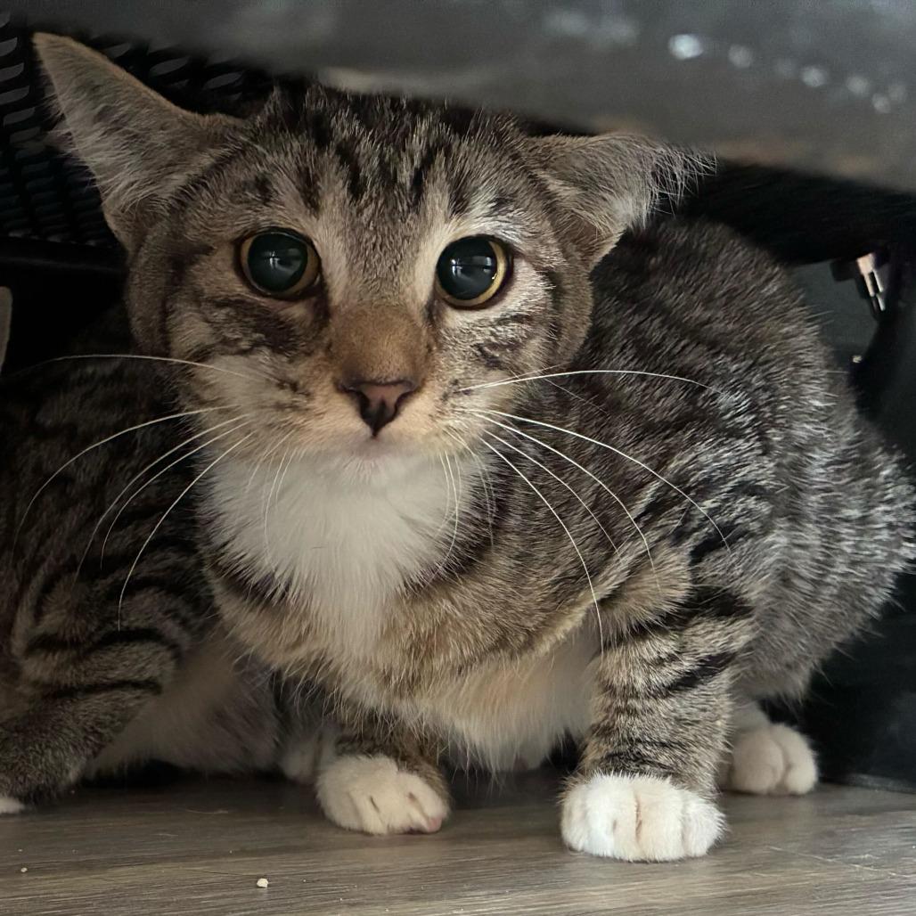 Pear, Adoptable, Kitten Female Domestic Medium Hair.