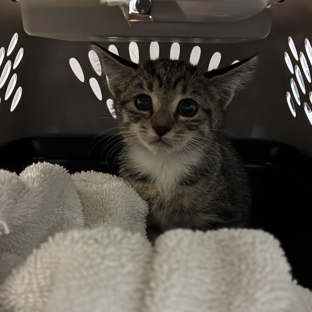 Pear, a Adoptable Domestic Medium Hair in Las Vegas, NV image 2/4