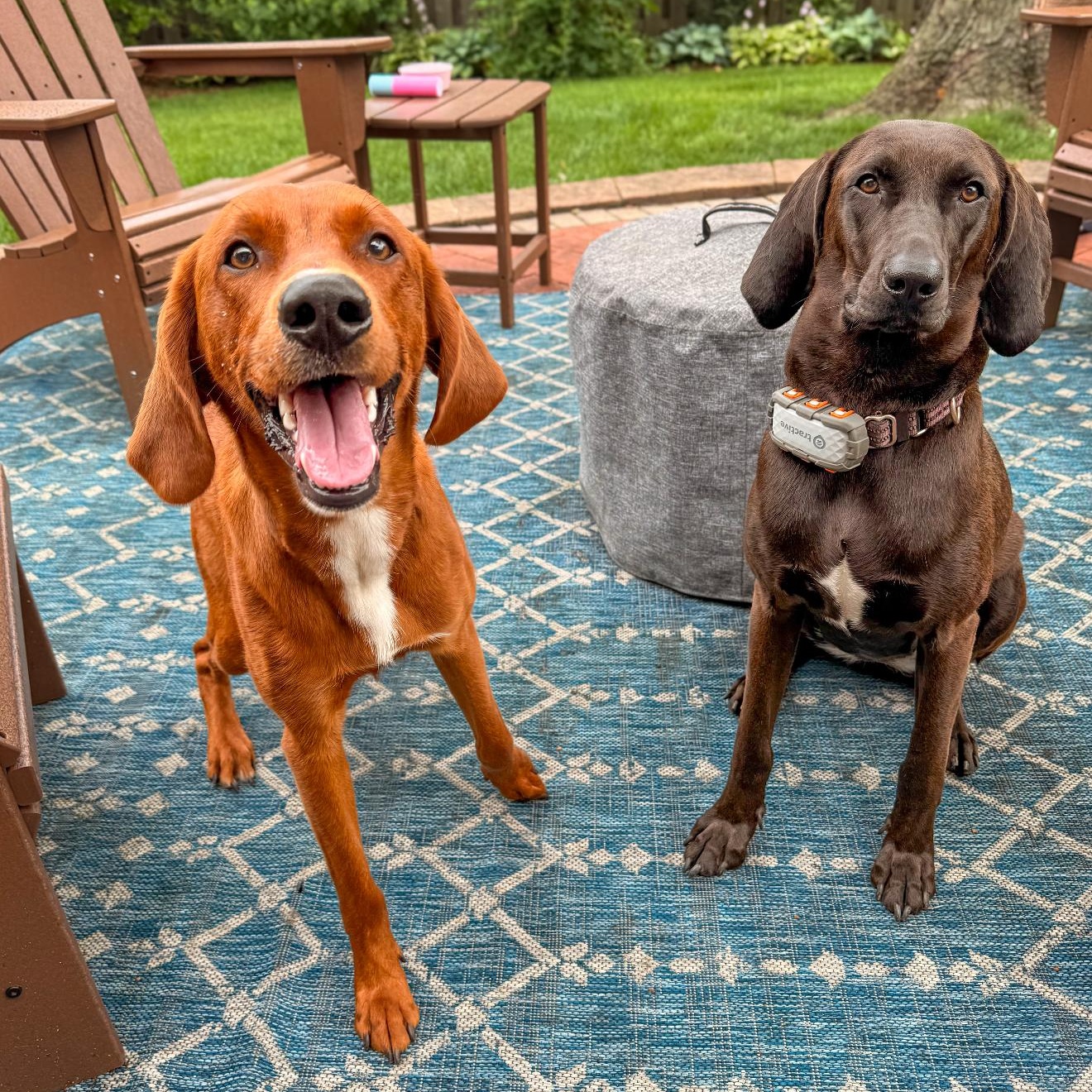 Molly, adoptable, Young Female Hound.