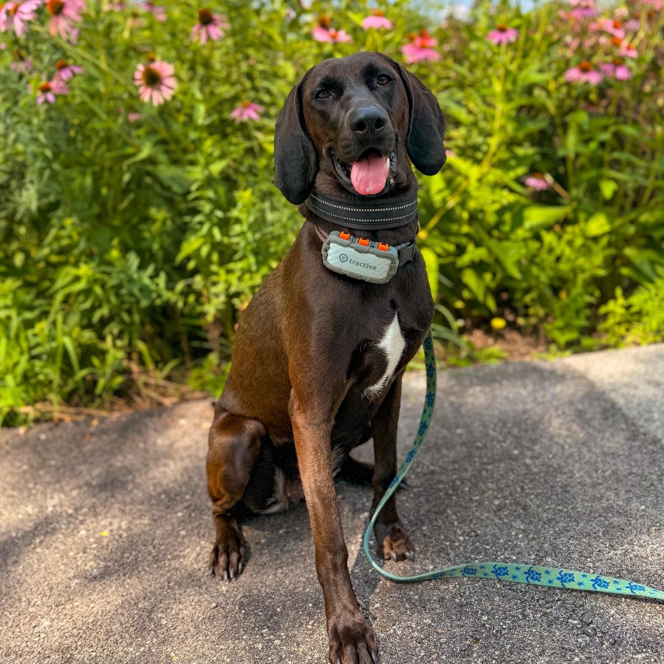 Enlarge Molly, an adoptable mixed breed in Middletown, CT image 5/6