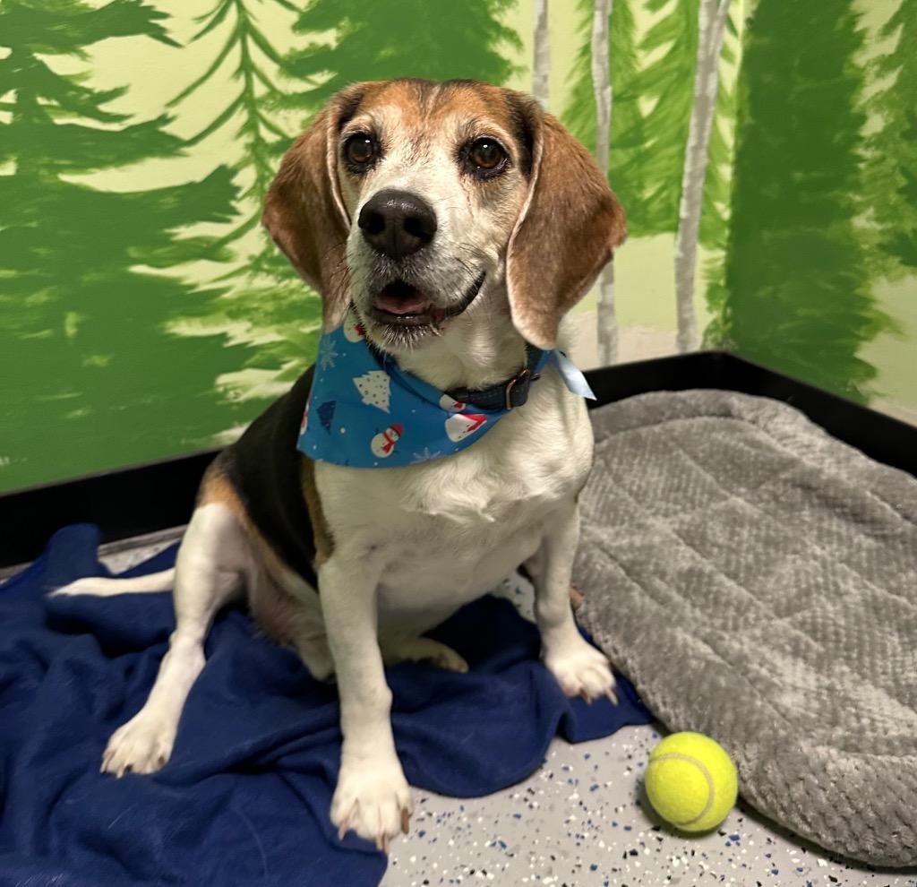 Remy, Adoptable, Senior Male Beagle.