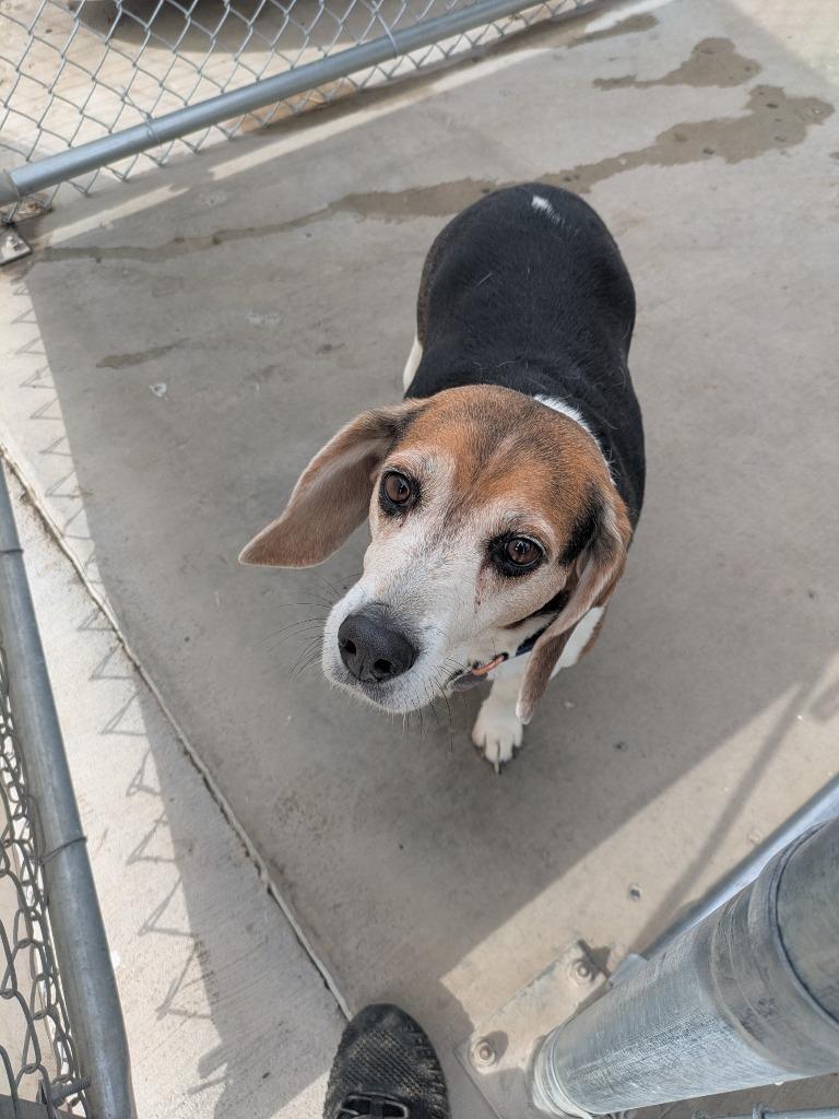 Enlarge Remy, a Adoptable mixed breed in Logan, UT image 2/2