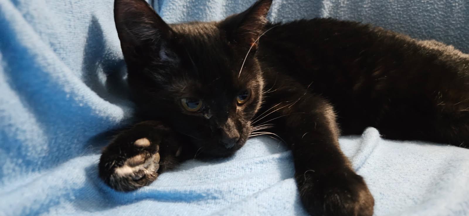 Leo, ADOPTABLE, Kitten Male Domestic Short Hair.
