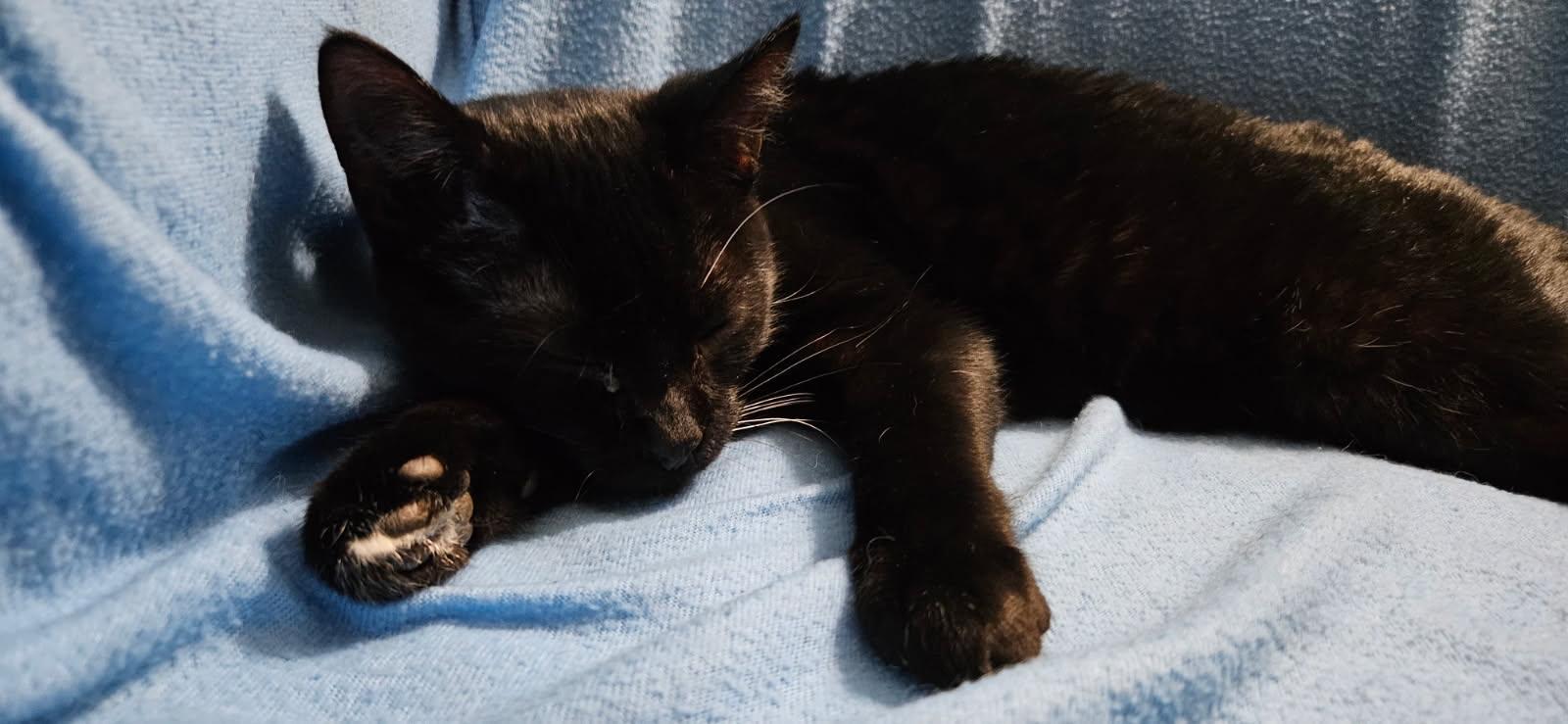 Leo, a ADOPTABLE Domestic Short Hair in Kirklin, IN image 2/2
