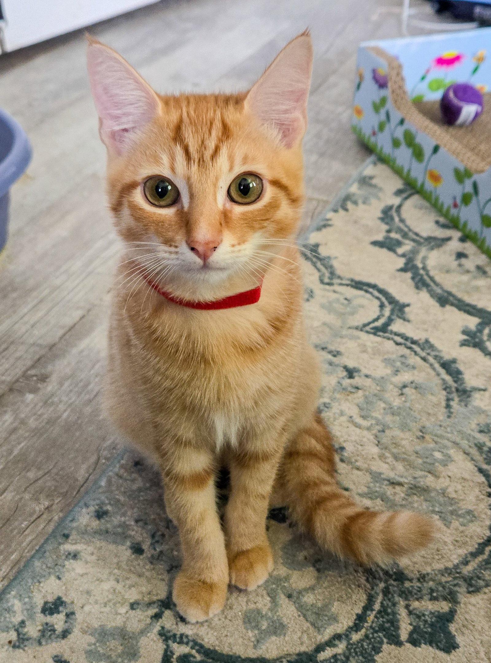 Theon, Adoptable, Kitten Male Domestic Short Hair & Tabby.