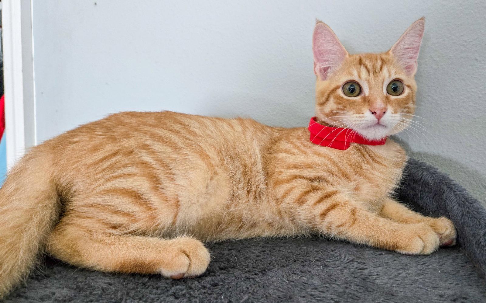 Theon, a Adoptable mixed breed in Lighthouse Point, FL image 2/3
