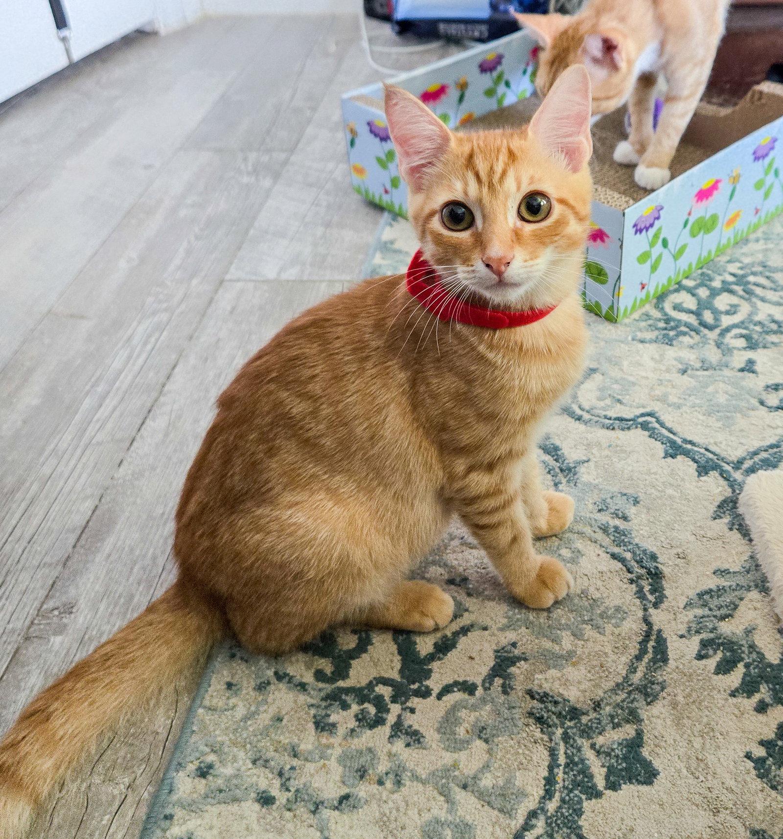 Theon, a Adoptable mixed breed in Lighthouse Point, FL image 3/3