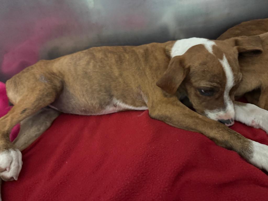 Topaz-Adoptable, a Adoptable mixed breed in Chickamauga , GA image 1/2