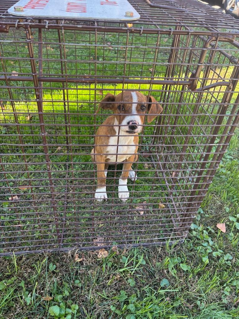 Topaz-Adoptable, a Adoptable mixed breed in Chickamauga , GA image 2/2