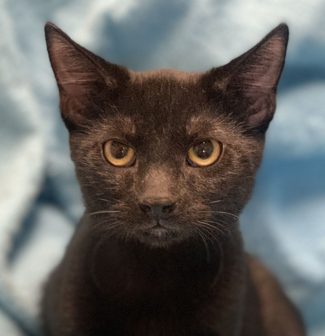 Enlarge Onyx, a Adoptable mixed breed in Beverly Hills, CA image 2/5