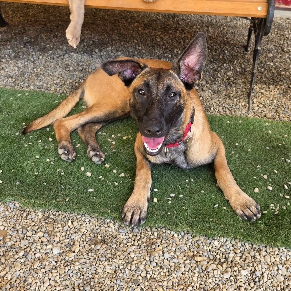 Enlarge Persephone, a Adopted mixed breed in Grafton, OH image 4/4