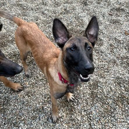 Persephone, Adopted, Young Female Belgian Shepherd / Malinois.
