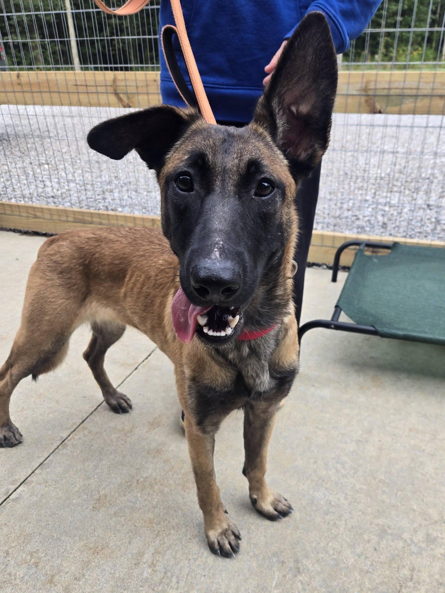 Enlarge Persephone, a Adopted mixed breed in Grafton, OH image 3/4