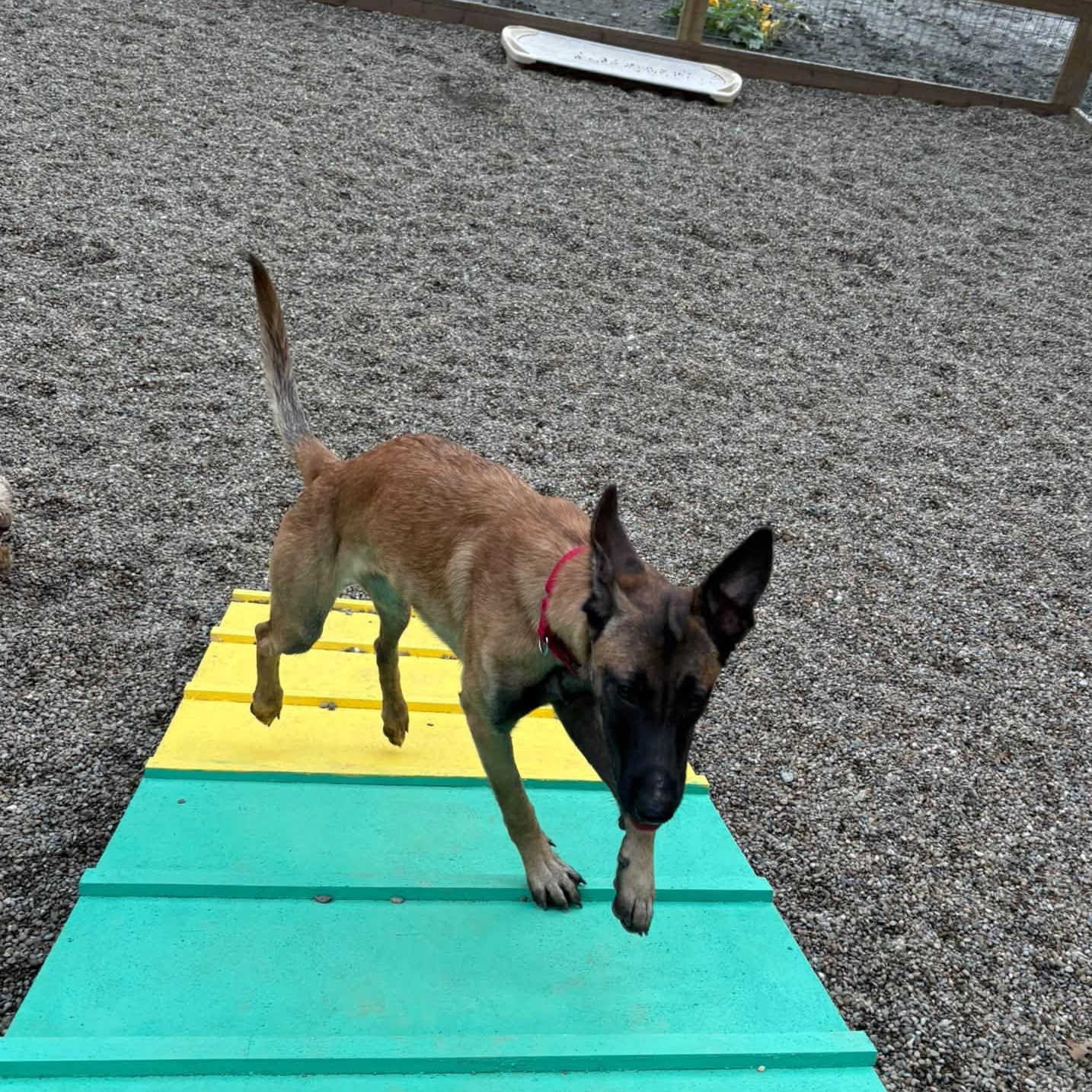 Enlarge Persephone, a Adopted mixed breed in Grafton, OH image 2/4