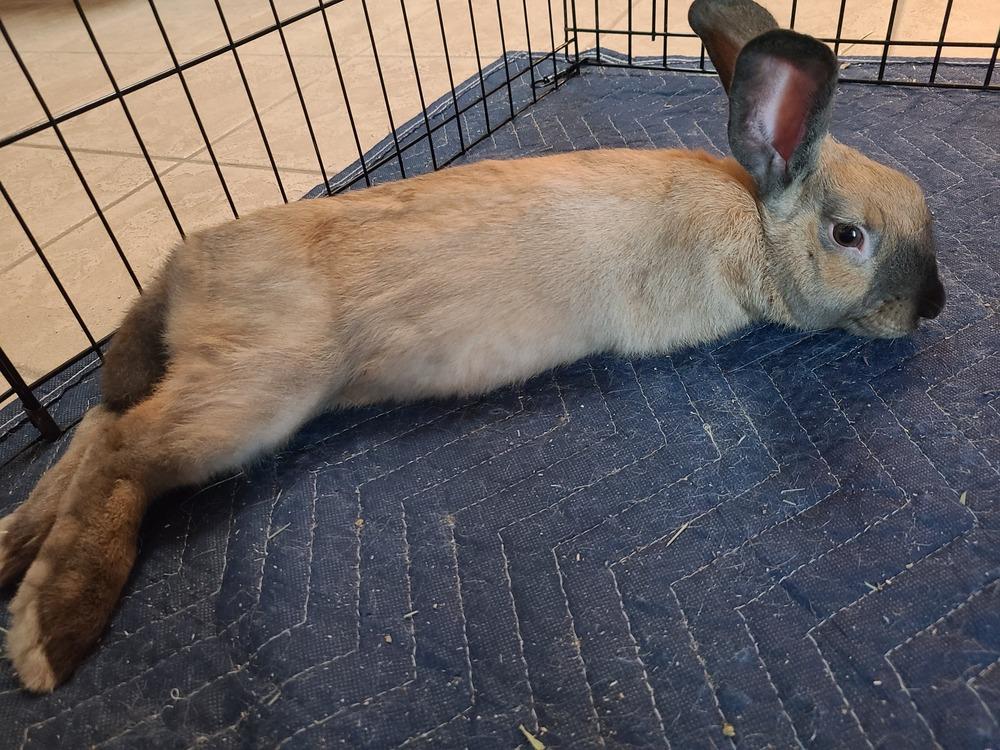 Merry (Bonded to Sprite), a Adoptable Bunny Rabbit in Longwood, FL image 1/6