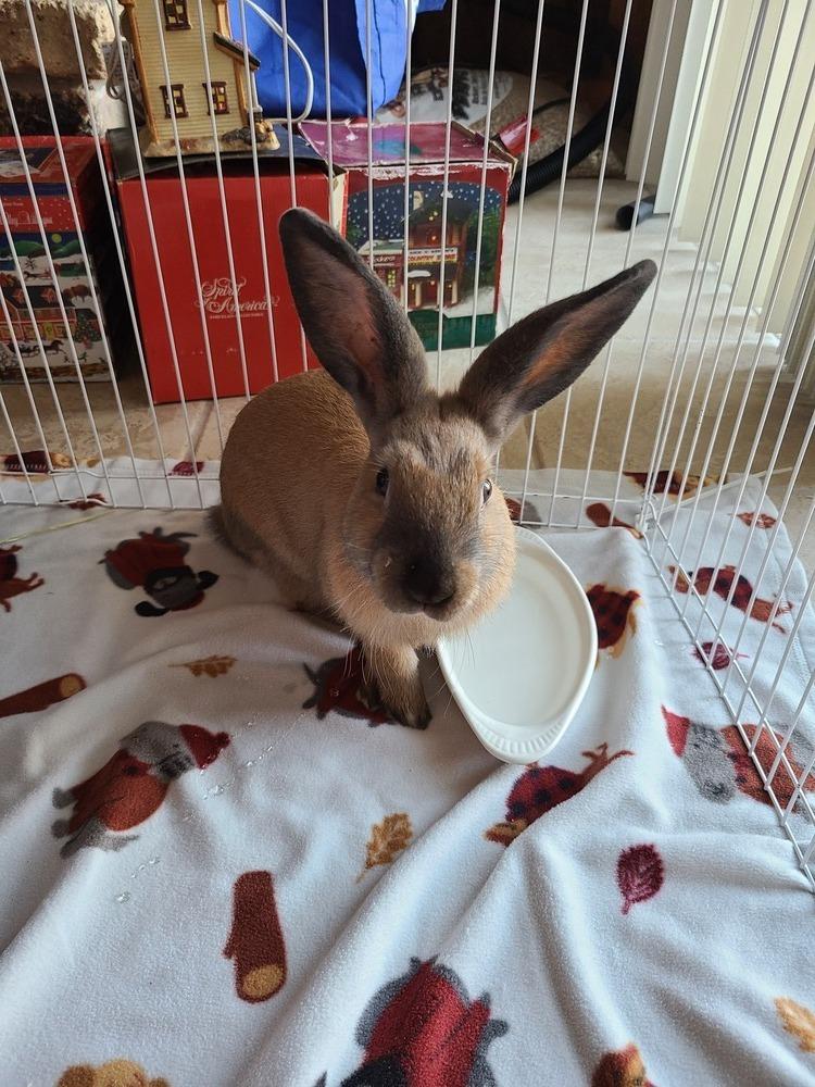 Merry (Bonded to Sprite), a Adoptable Bunny Rabbit in Longwood, FL image 2/6
