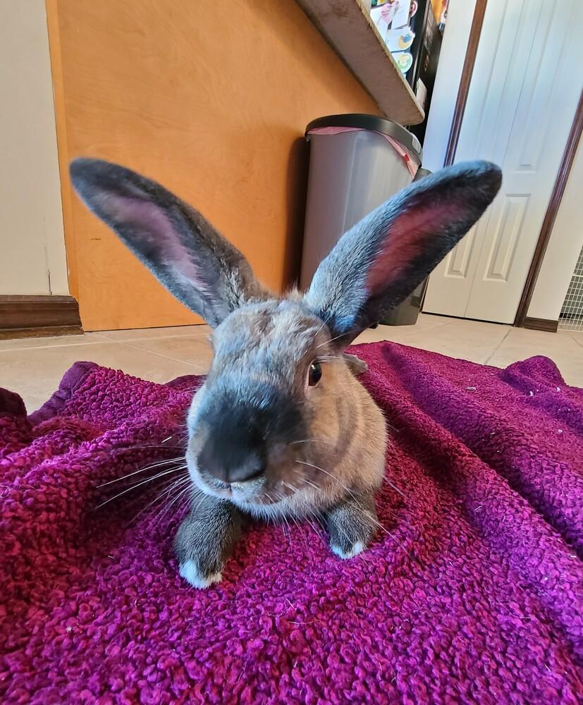 Merry (Bonded to Sprite), a Adoptable Bunny Rabbit in Longwood, FL image 5/6