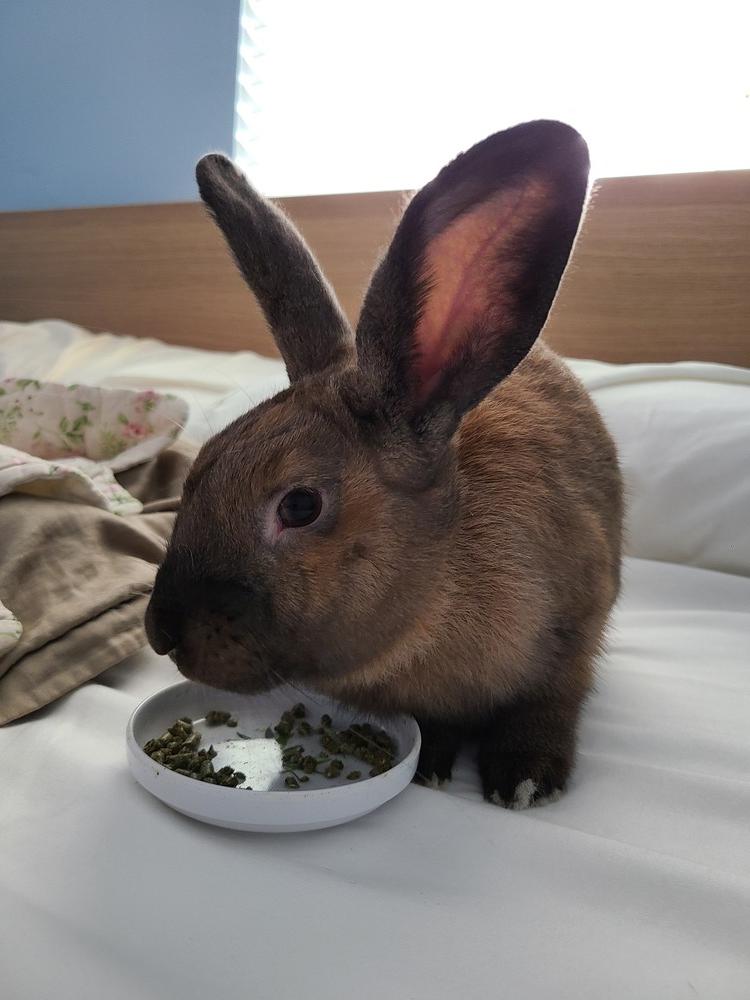 Merry (Bonded to Sprite), a Adoptable Bunny Rabbit in Longwood, FL image 6/6