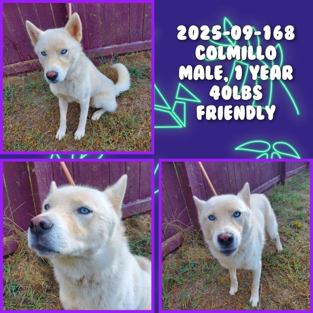 2025-09-168 *Colmillo*, a Adopted Husky in Winder, GA image 1/2