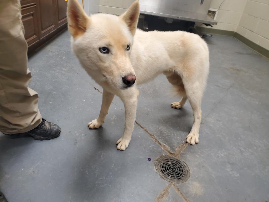 2025-09-168 *Colmillo*, a Adopted Husky in Winder, GA image 2/2