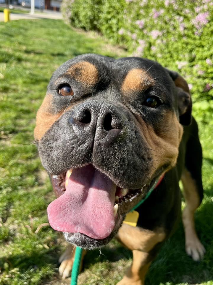 Enlarge Clyde, an adopted mixed breed in Cleveland, OH image 4/6