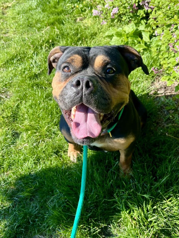 Enlarge Clyde, an adopted mixed breed in Cleveland, OH image 2/6
