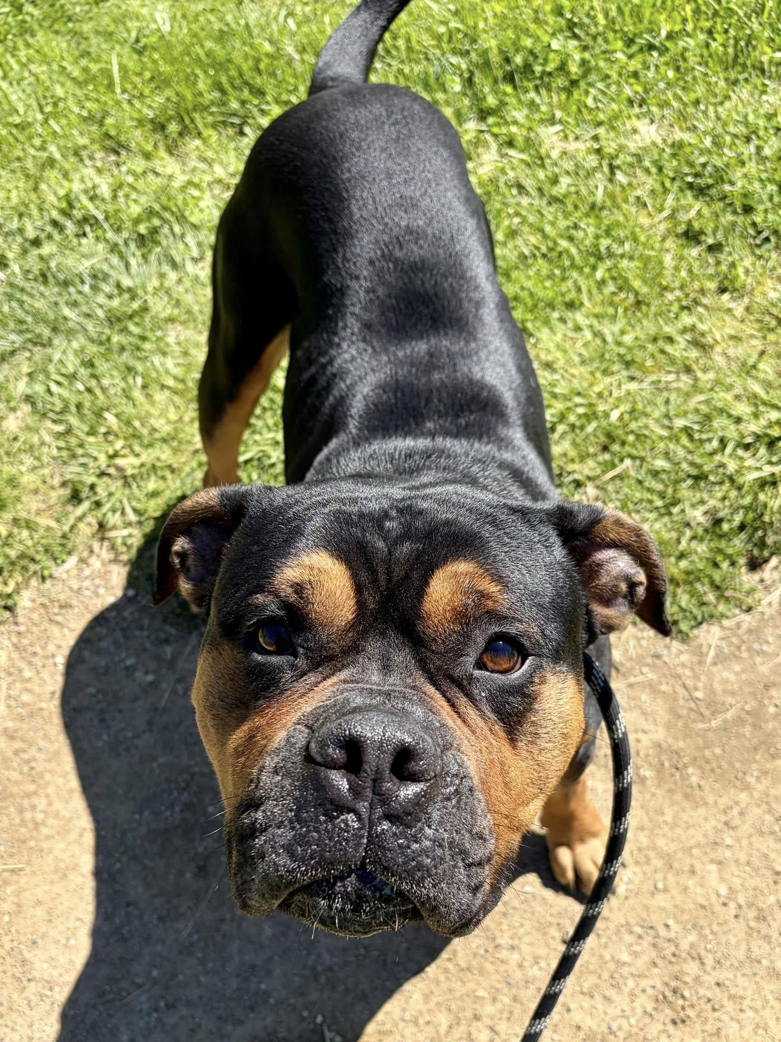 Enlarge Clyde, an adopted mixed breed in Cleveland, OH image 5/6
