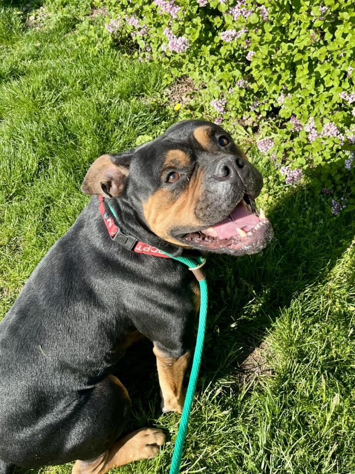 Clyde, adopted, Young Male American Bully & Rottweiler.