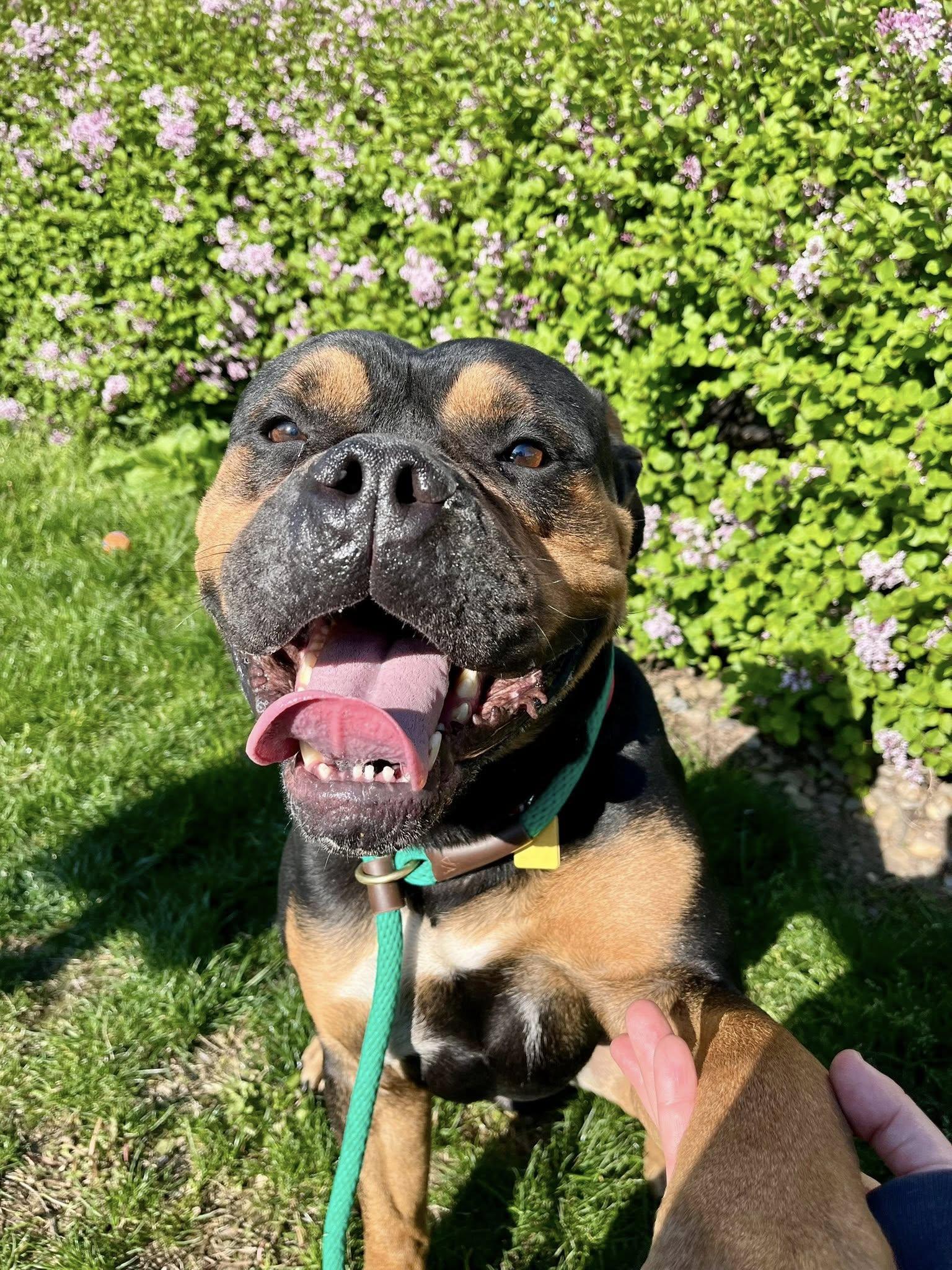 Enlarge Clyde, an adopted mixed breed in Cleveland, OH image 3/6