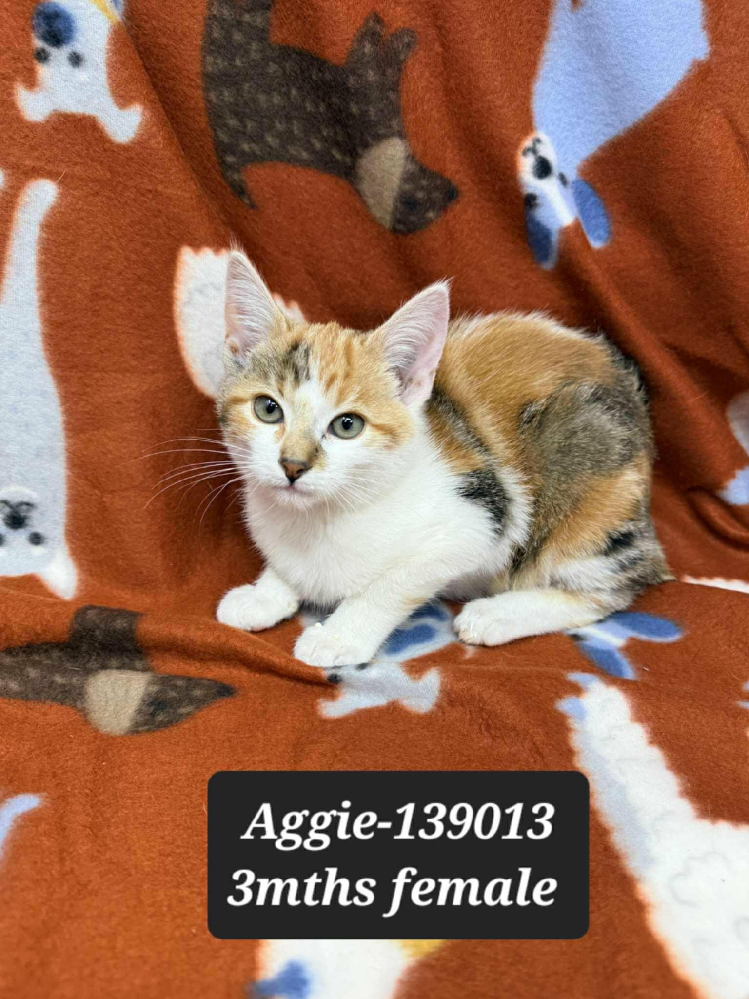 Aggie *foster needed*