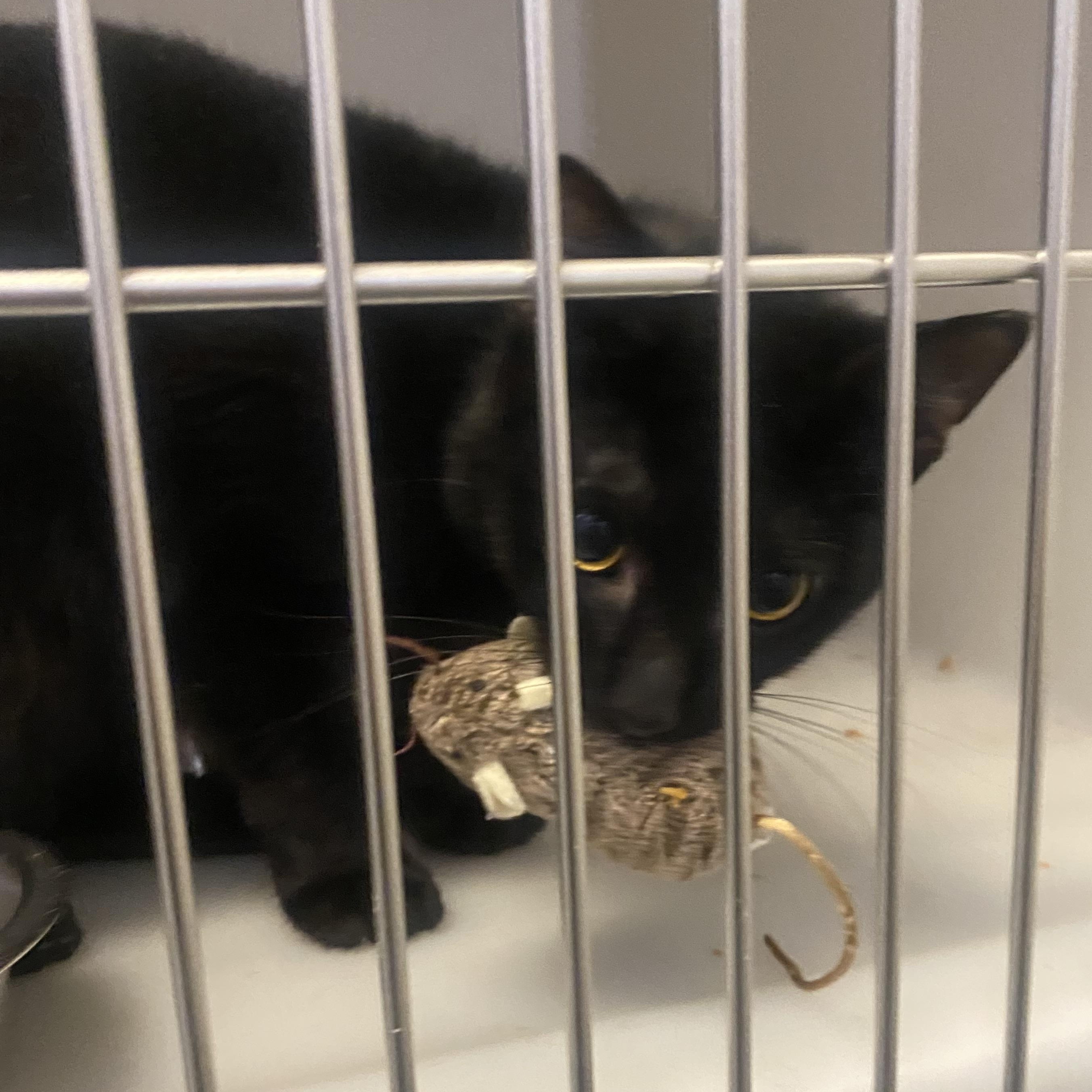 Scampi, ADOPTABLE, Young Male Domestic Short Hair.