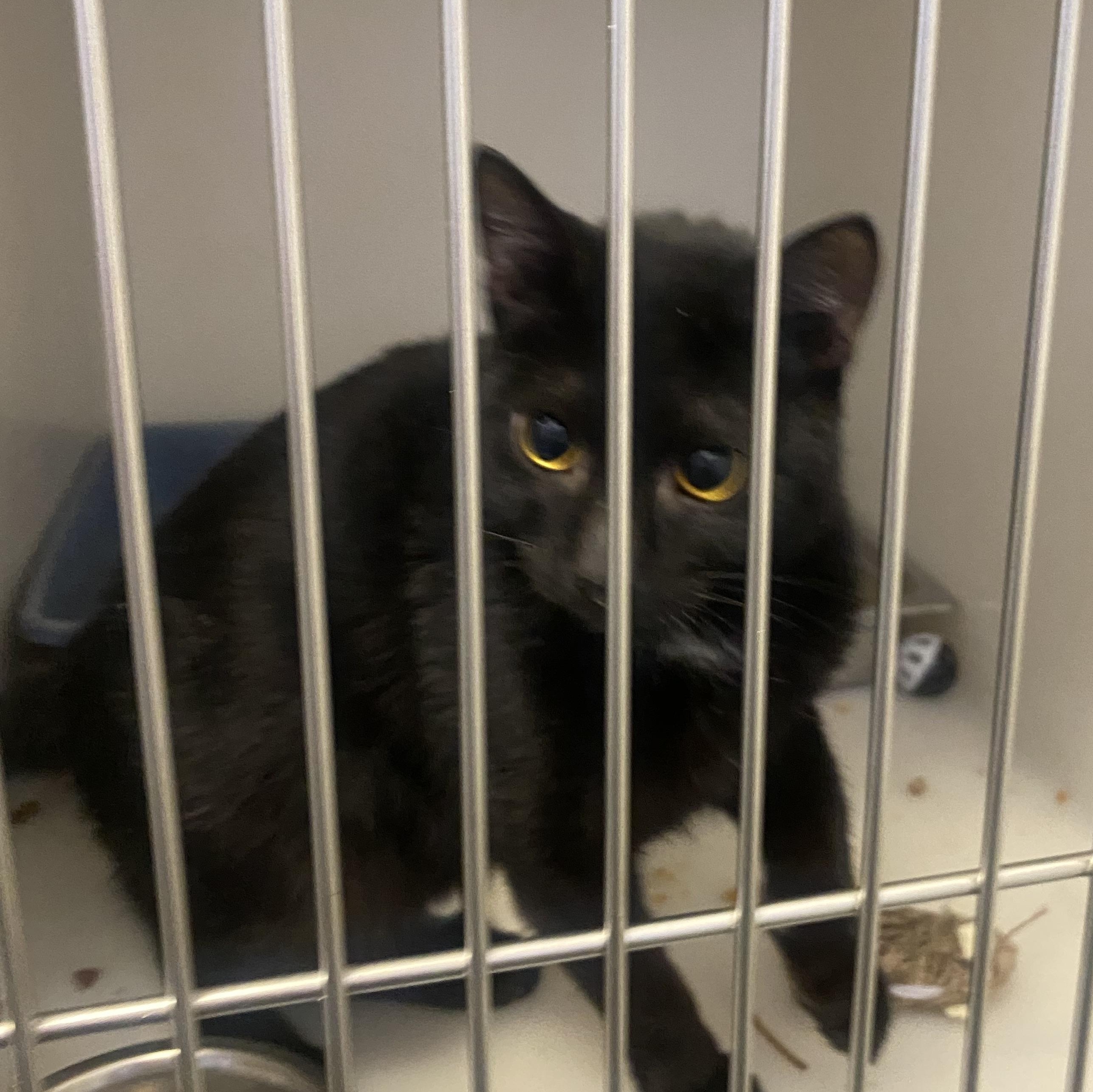 Scampi, a ADOPTABLE Domestic Short Hair in King George, VA image 2/2