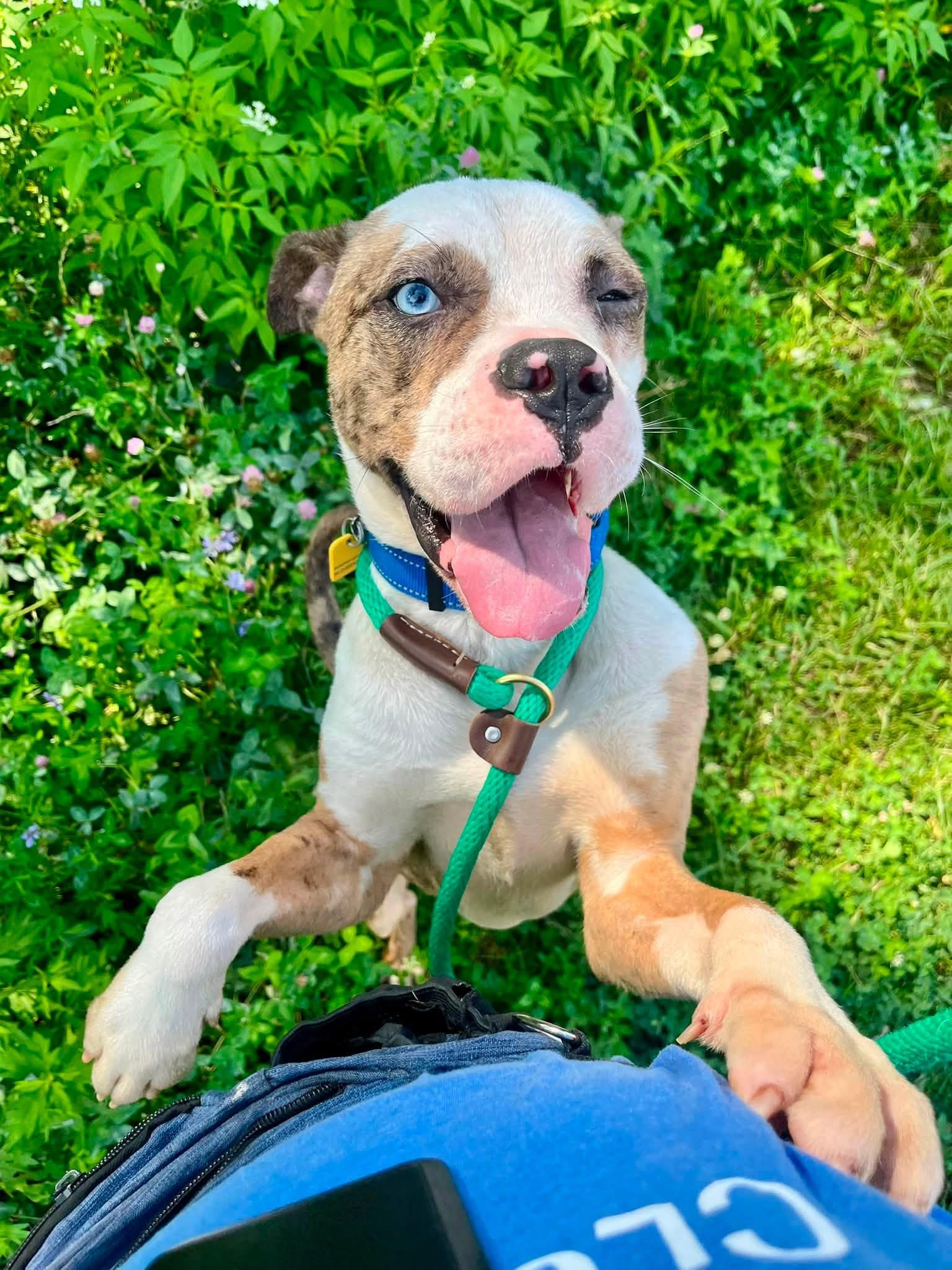 Enlarge Swashbuckler, a ADOPTABLE mixed breed in Cleveland, OH image 3/6