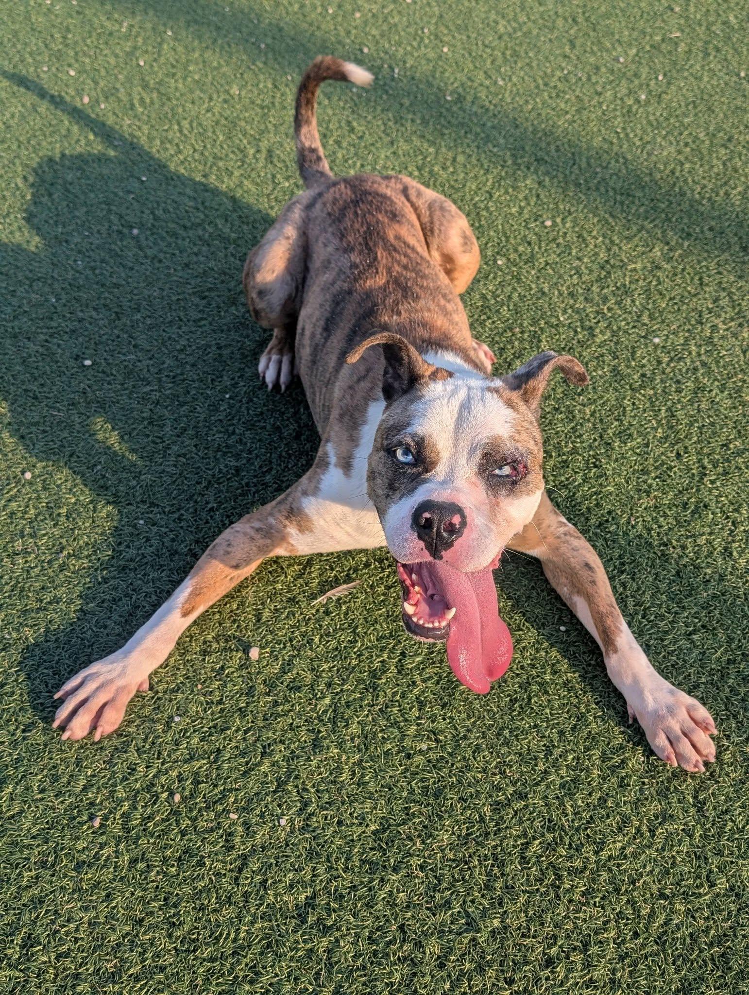 Swashbuckler, ADOPTABLE, Young Male Boxer.