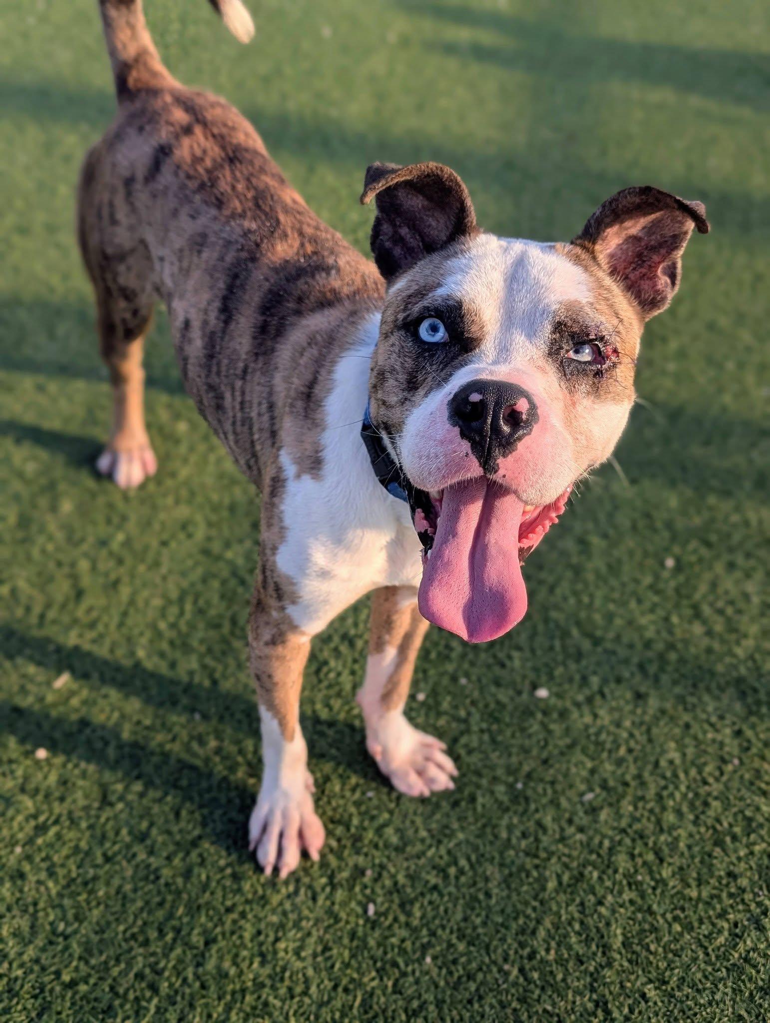 Enlarge Swashbuckler, a ADOPTABLE mixed breed in Cleveland, OH image 6/6