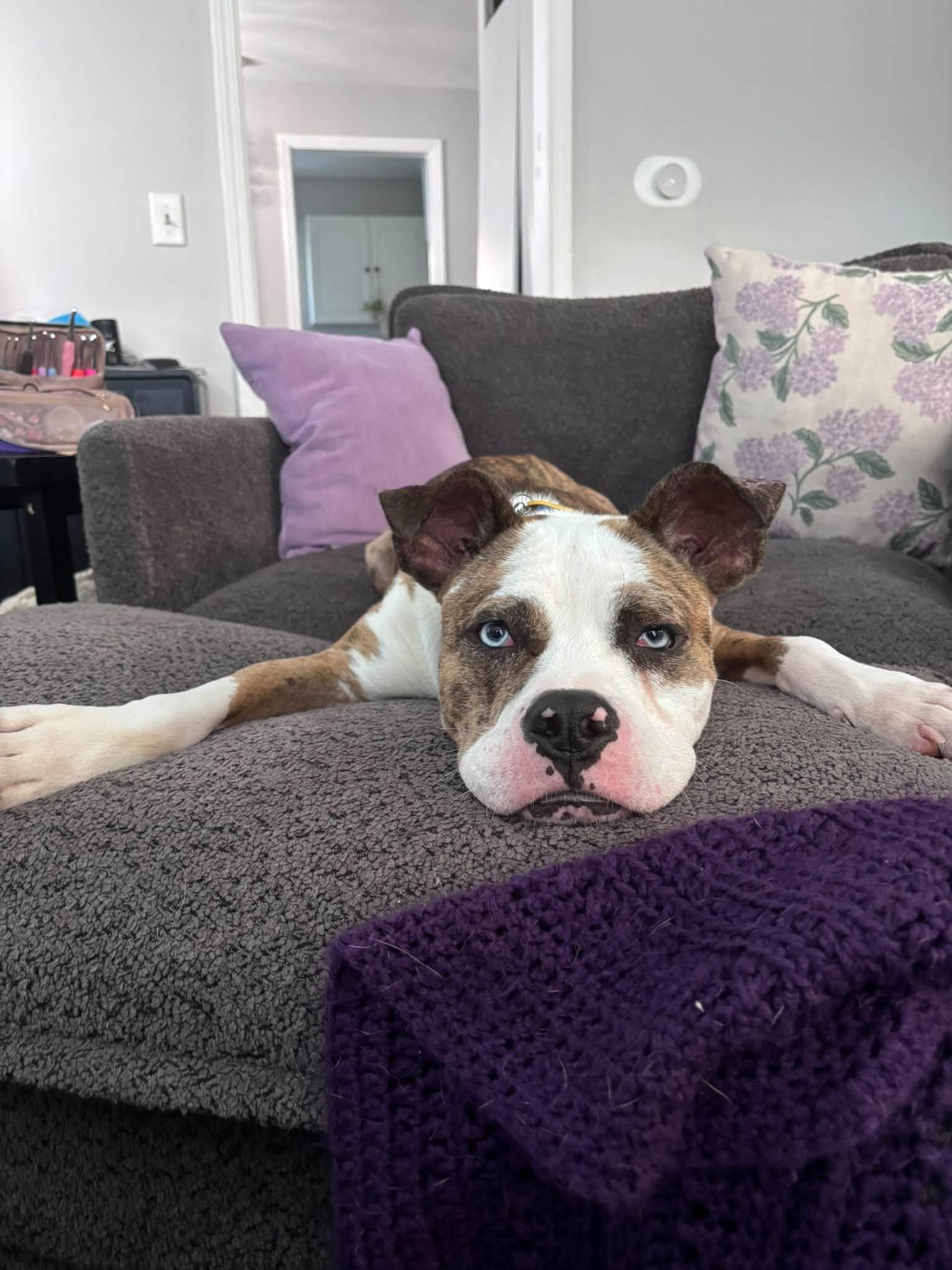 Enlarge Swashbuckler, a Adoptable mixed breed in Cleveland, OH image 1/6