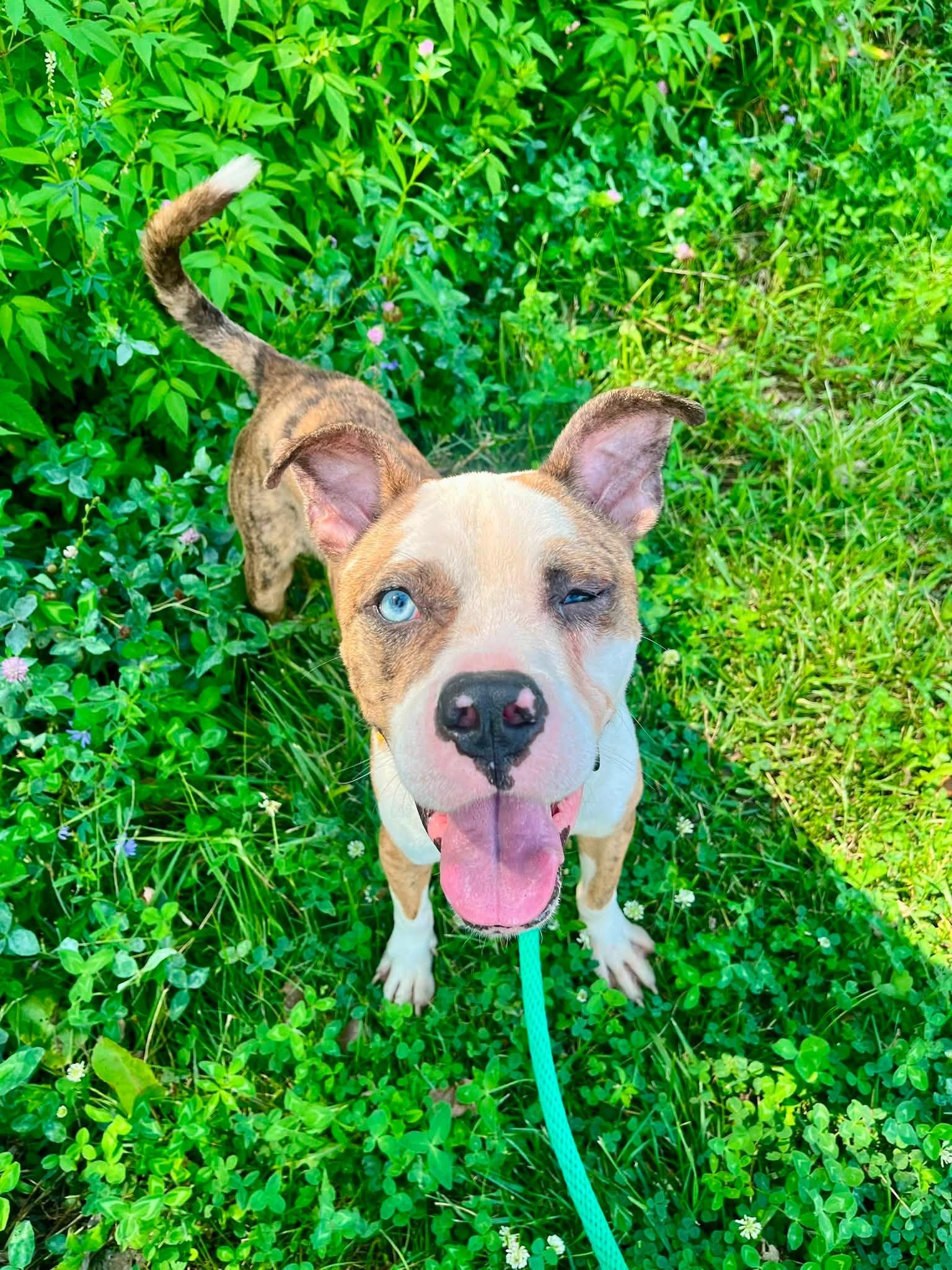 Enlarge Swashbuckler, a ADOPTABLE mixed breed in Cleveland, OH image 5/6