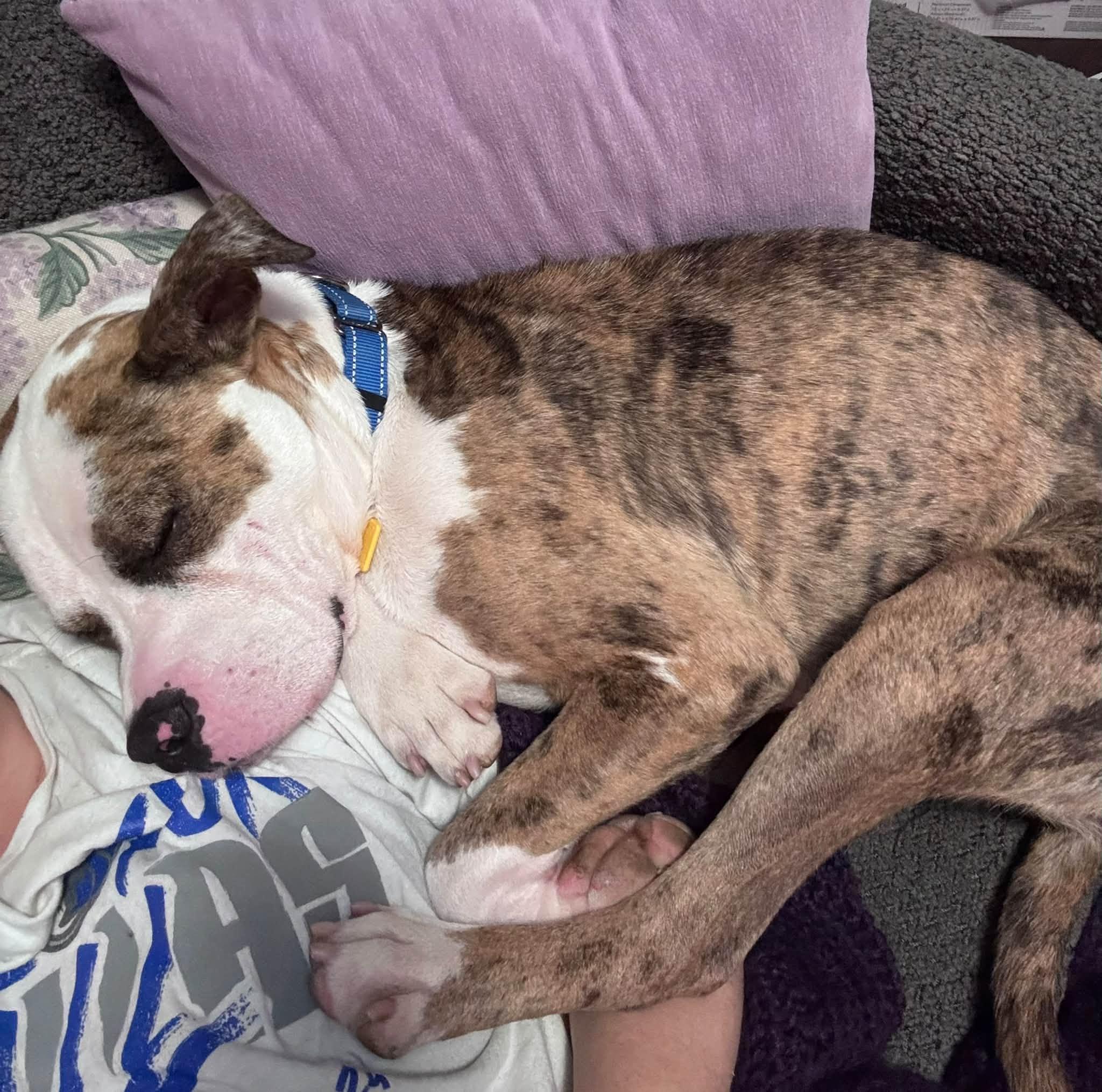 Enlarge Swashbuckler, a Adoptable mixed breed in Cleveland, OH image 6/6