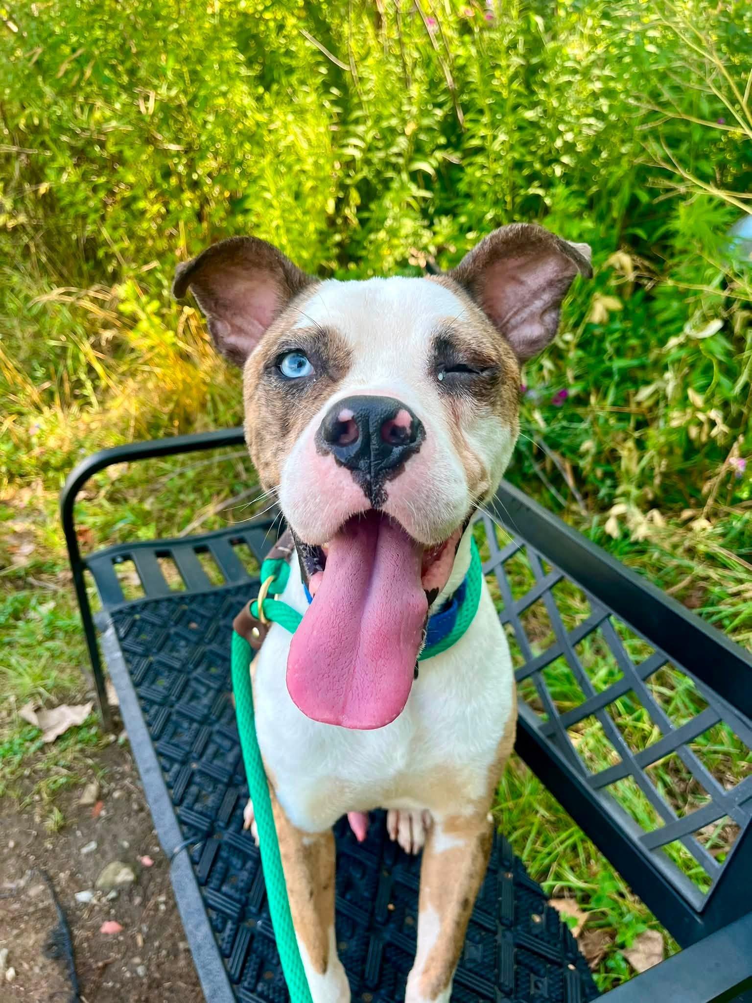 Enlarge Swashbuckler, a ADOPTABLE mixed breed in Cleveland, OH image 4/6