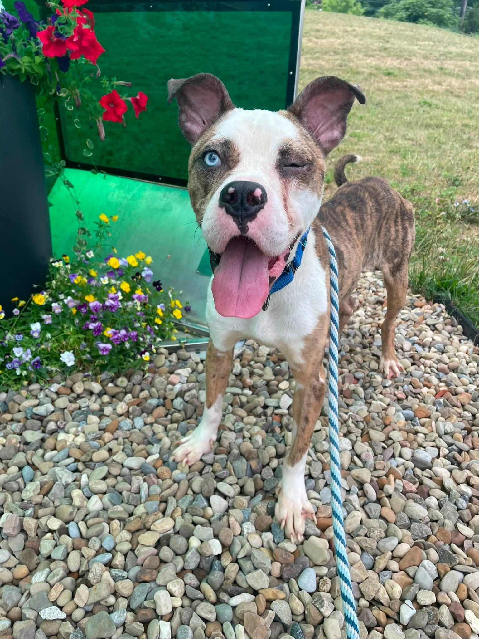 Enlarge Swashbuckler, a ADOPTABLE mixed breed in Cleveland, OH image 2/6
