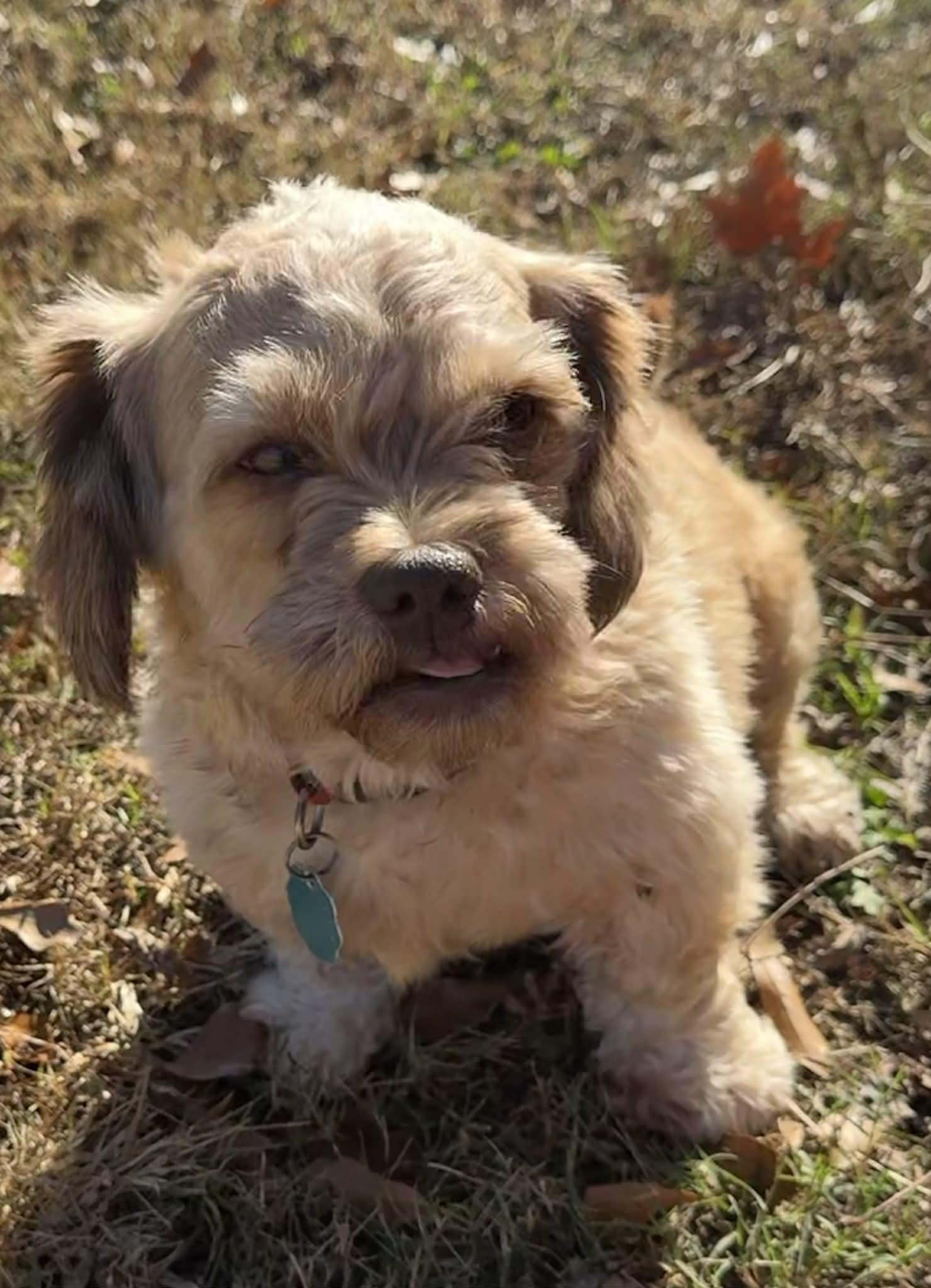 Enlarge Shiloh, a Adopted Shih Tzu in Smyrna, GA image 1/4