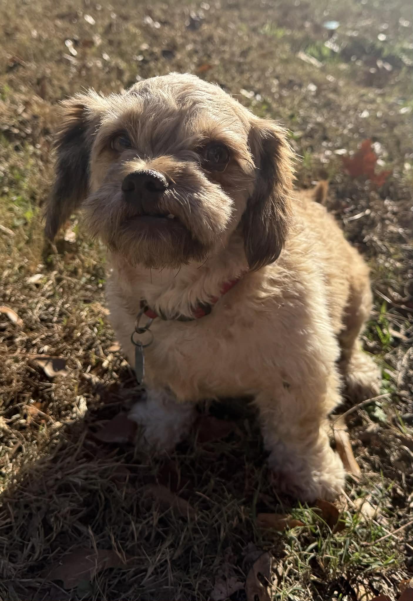 Enlarge Shiloh, a Adopted Shih Tzu in Smyrna, GA image 2/4