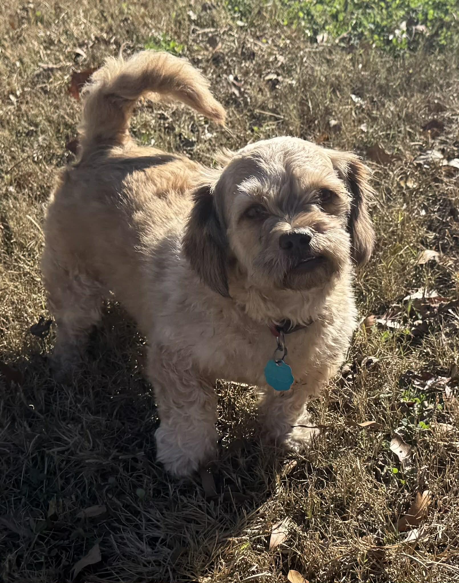 Enlarge Shiloh, a Adopted Shih Tzu in Smyrna, GA image 4/4