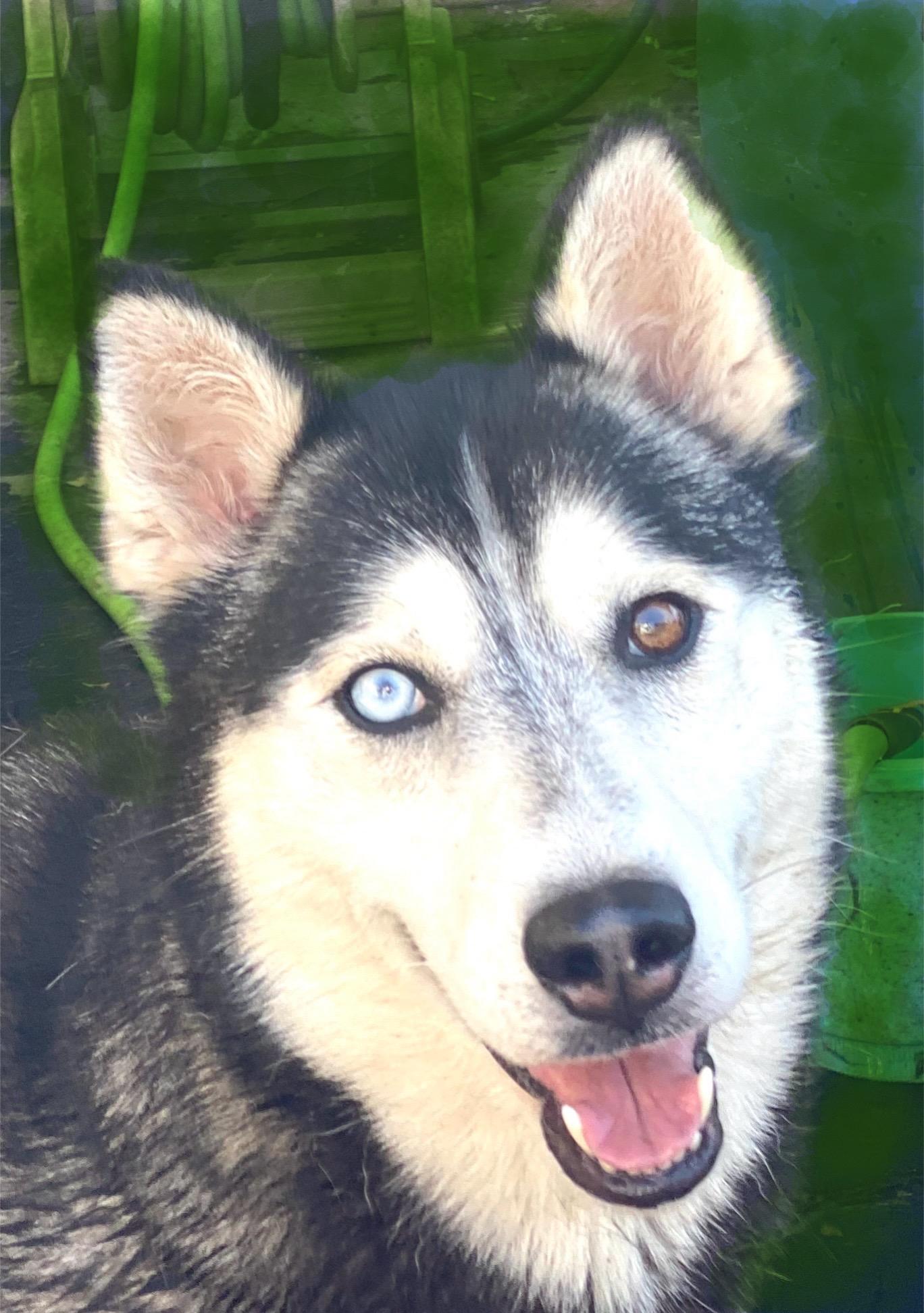 Bell, ADOPTABLE, Adult Female Husky.
