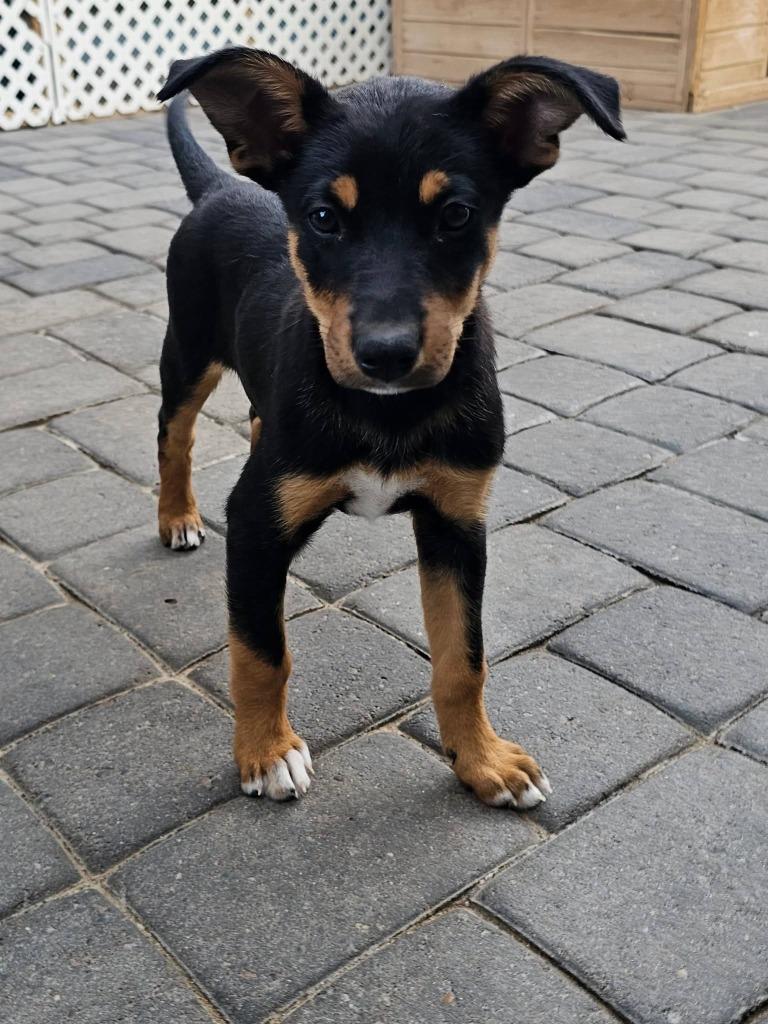 Scary Spice, Adoptable, Puppy Female Mixed Breed.