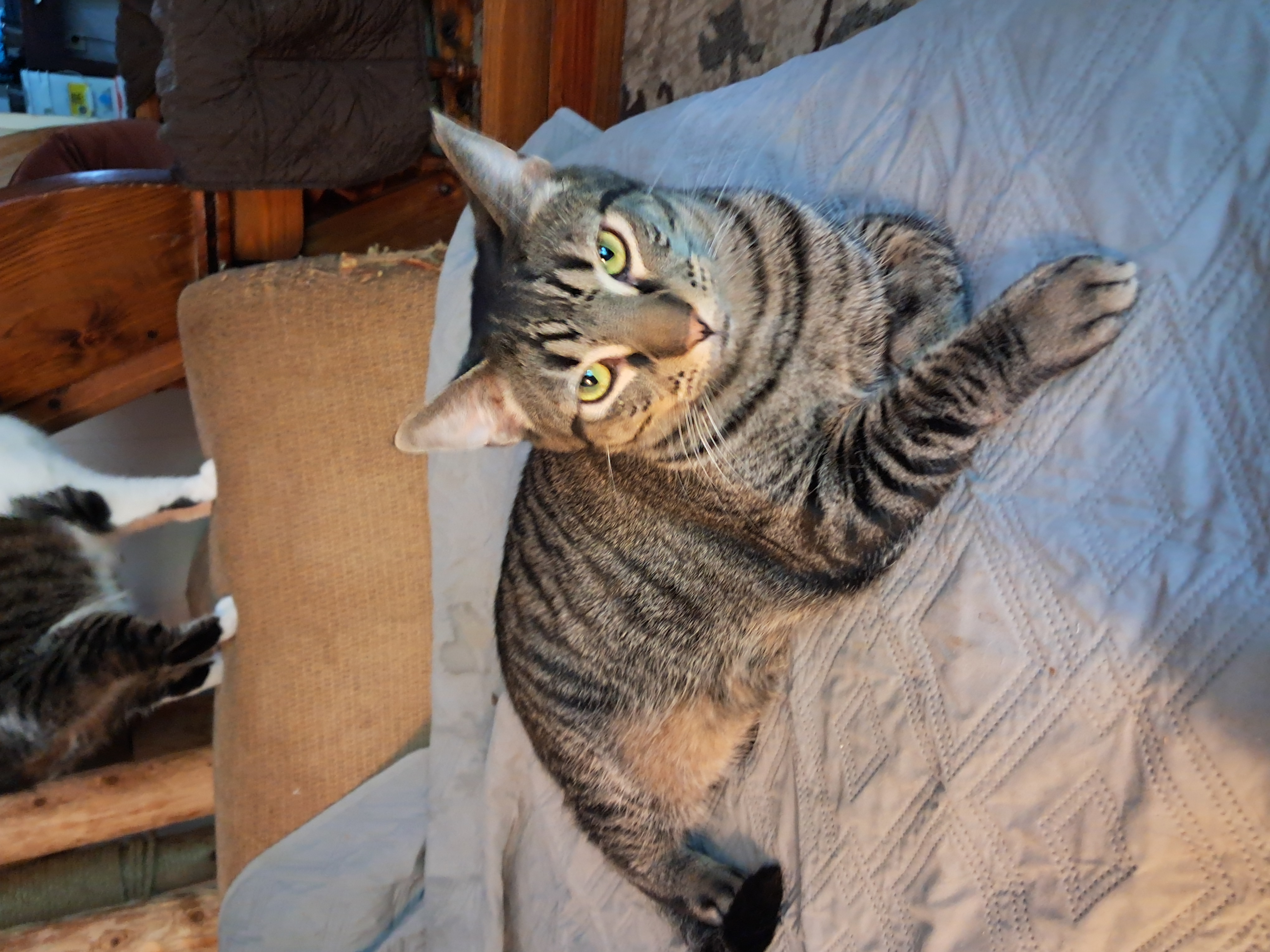 Tig, a Adoptable Domestic Short Hair in Nanticoke, PA image 4/5