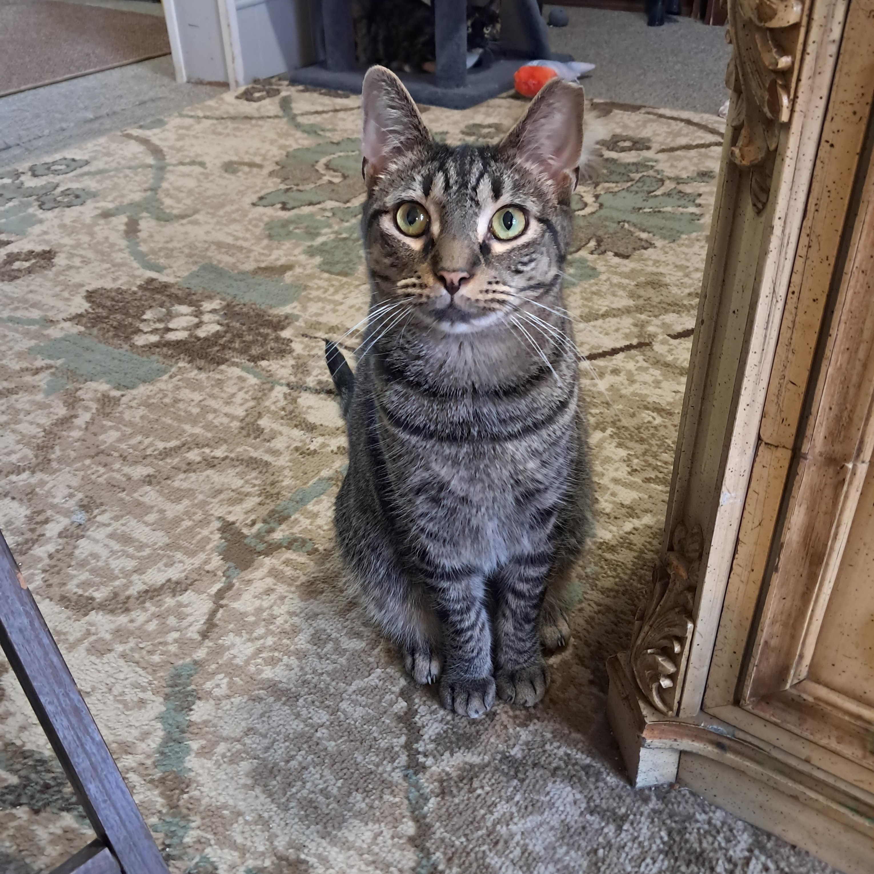 Tig, Adoptable, Adult Male Domestic Short Hair.