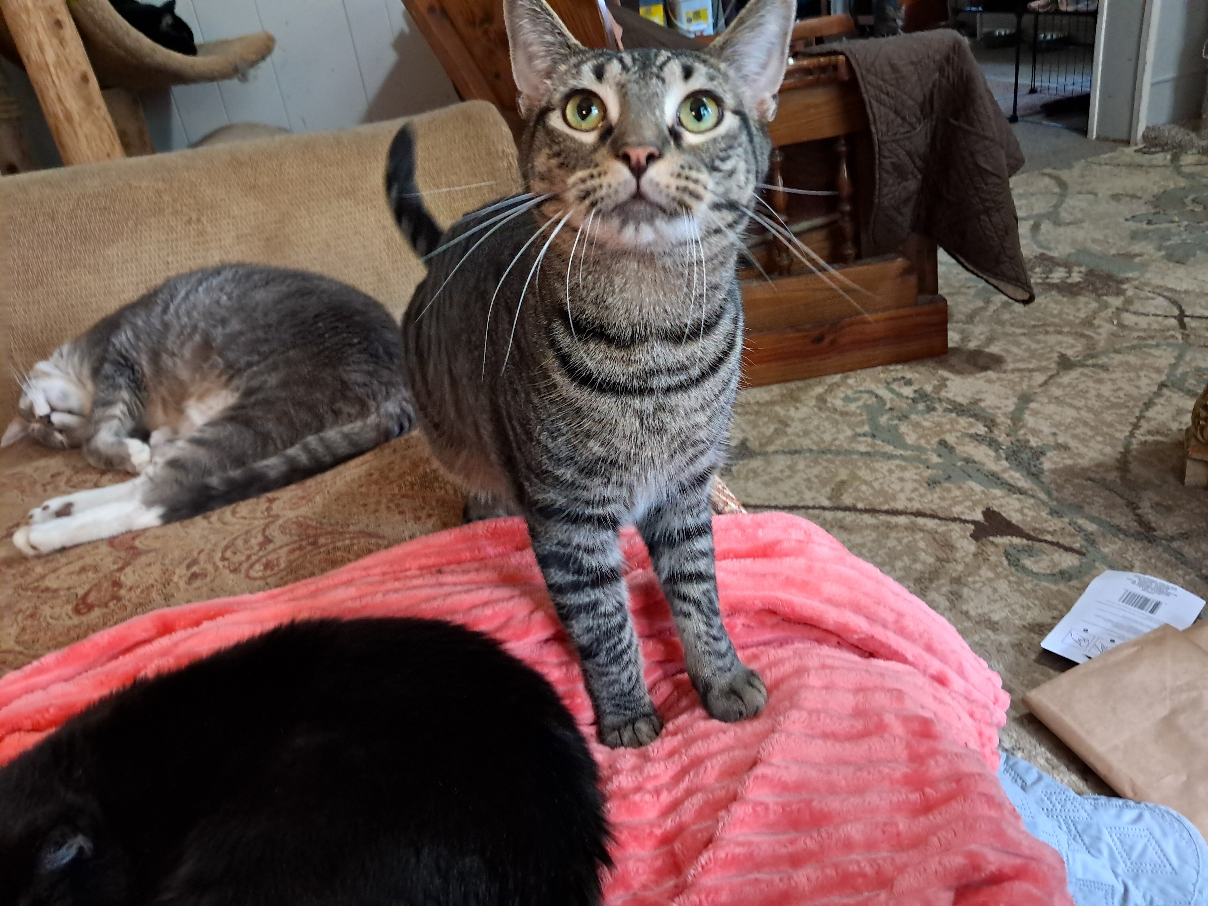 Tig, a Adoptable Domestic Short Hair in Nanticoke, PA image 2/5